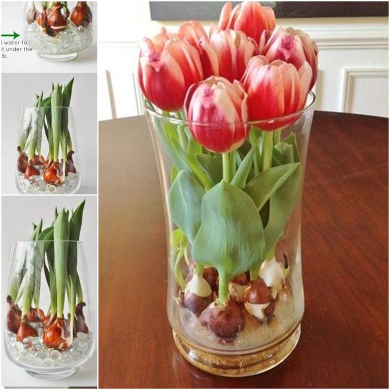How to grow Tulips and Hyacinths in water Step by step sharingideas.me