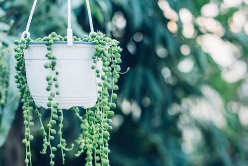 string,of,pearls,succulent,plant,hanging,in,a,greenhouse,,symbolizing