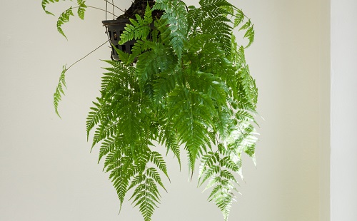 ferns,hanging,by,the,window