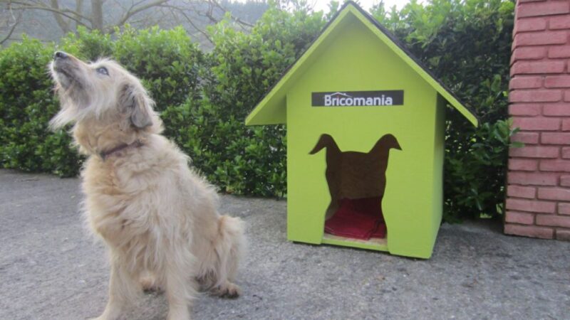 How to build a dog house in 10 steps