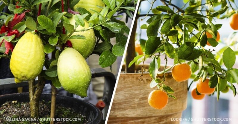 How to grow fruits from your home, they are very easy to grow