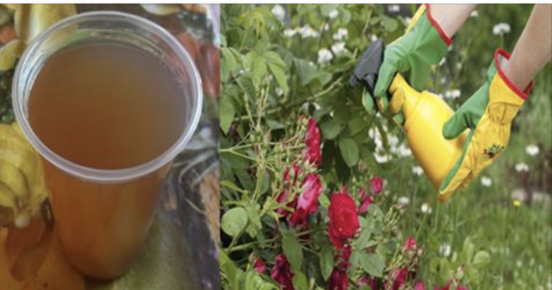 Prepare this mixture at home for your Plants and they will begin to grow in a few days