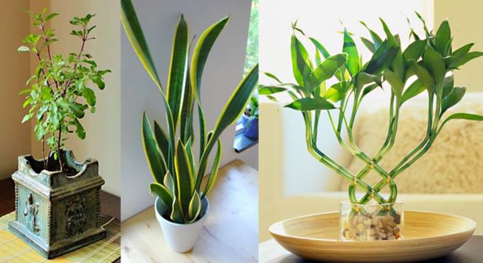 9 plants to attract money, prosperity and love. Which one are you going to choose?