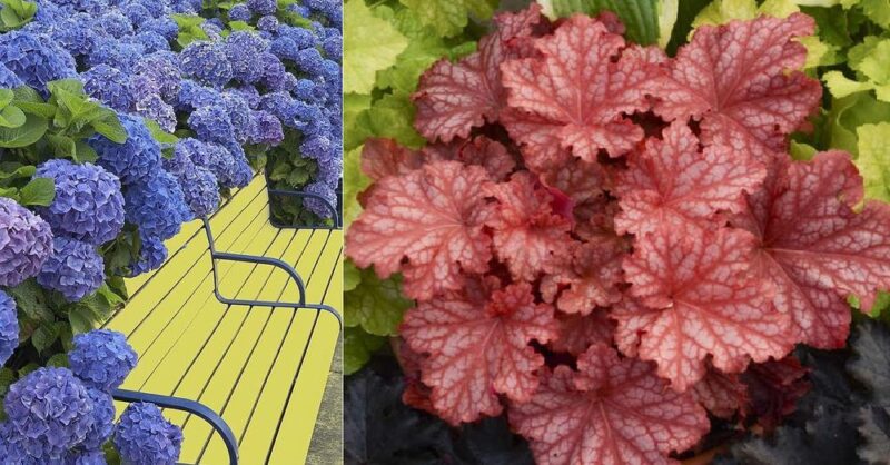7 Beautiful Plants That Grow in the Shade