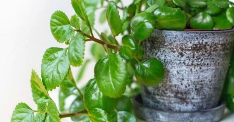 How to take care of a money plant easily – Guiana Chestnut