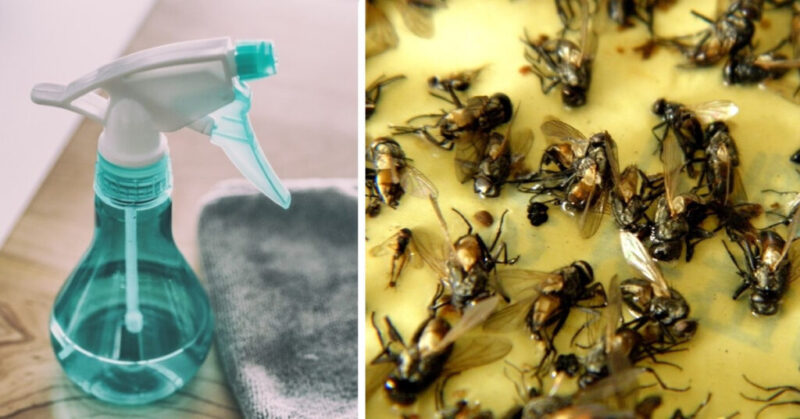 Homemade trick to eliminate flies in hot season