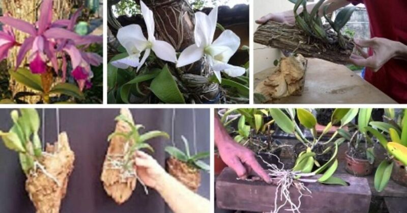 How to Plant Orchids on Logs and Trees