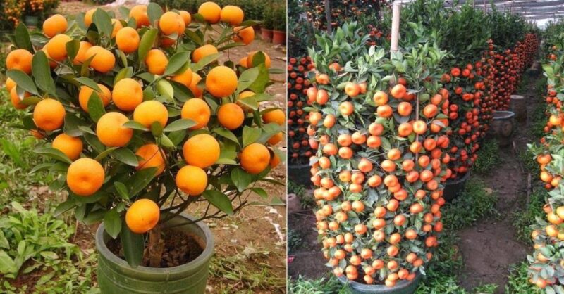 How to grow Tangerines in a Pot – Step by step