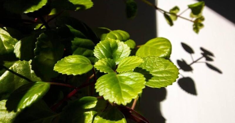How and When to Prune the Money Plant