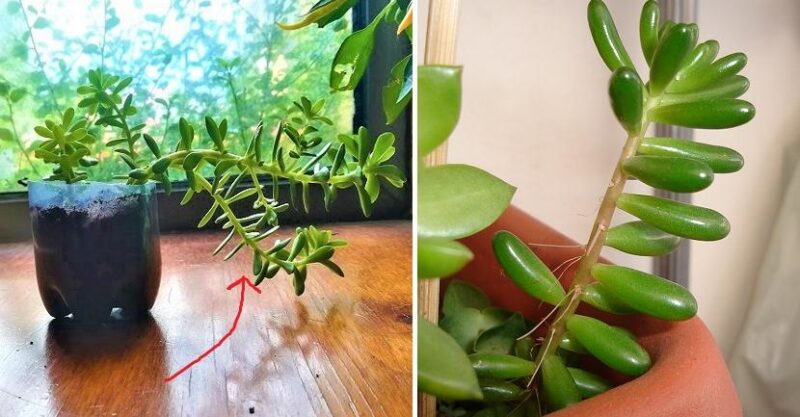 Stretched Succulent: Why It Happens and How to Avoid It