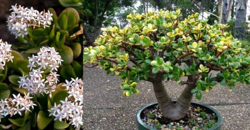 How to make a Jade Plant (Crassula ovata) bloom