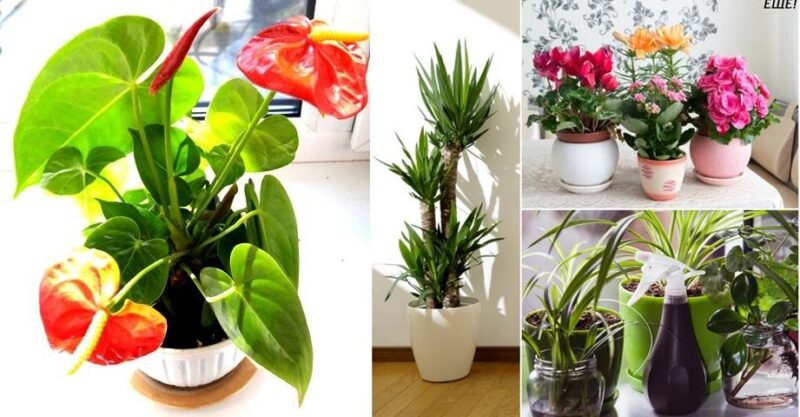 5 Wonderful Plants to Grow Indoors (very good options)