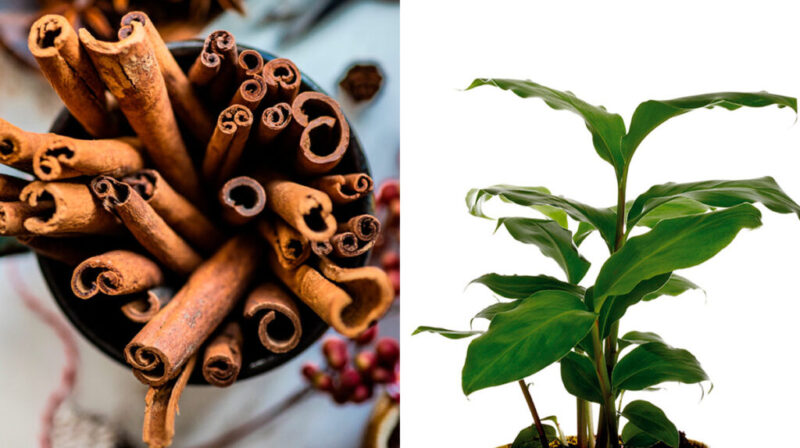 How to easily grow Cinnamon at home