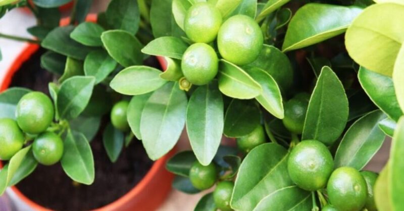 10 easy tips to grow a lemon tree in a pot
