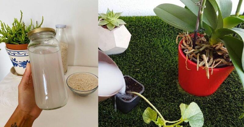 How to use Rice Water for Plants – Grow Strong