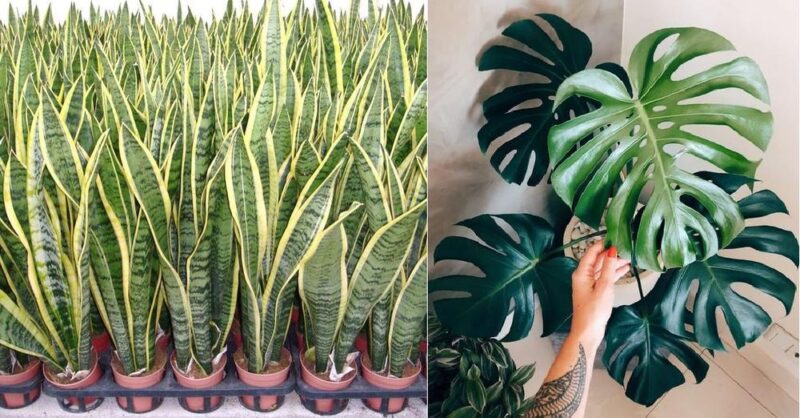 7 Plants that are watered only once a week