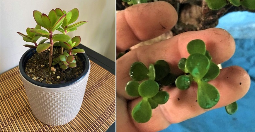 5 Necessary care tips so your Jade Tree has a good life