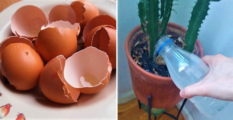 How to Make an Eggshell Tea Fertilizer for Plants