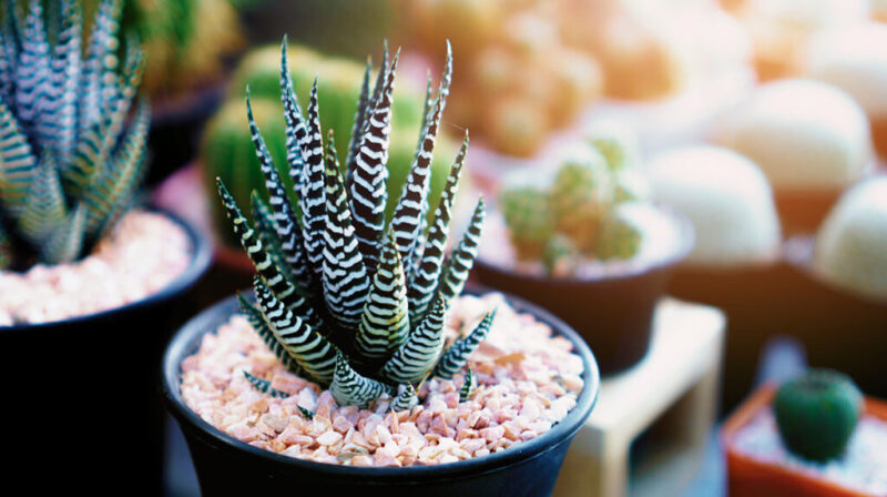 How to Care, Breed, and Bloom a Zebra Succulent
