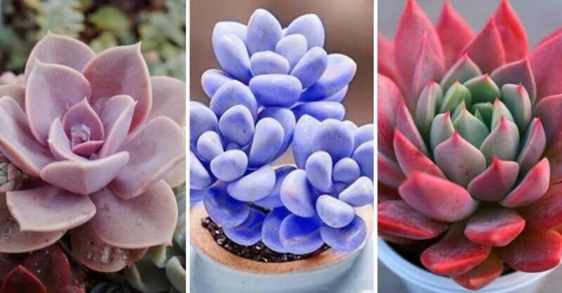 How to change the color of your succulents: easy guide - sharingideas.me