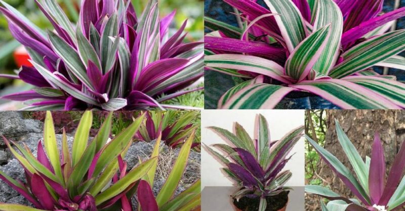 How to Grow the Oyster Plant and Its Benefits