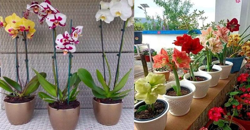 How to Grow Orchids in Pots