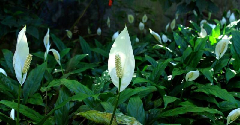 What to do to make your Peace Lily flourish