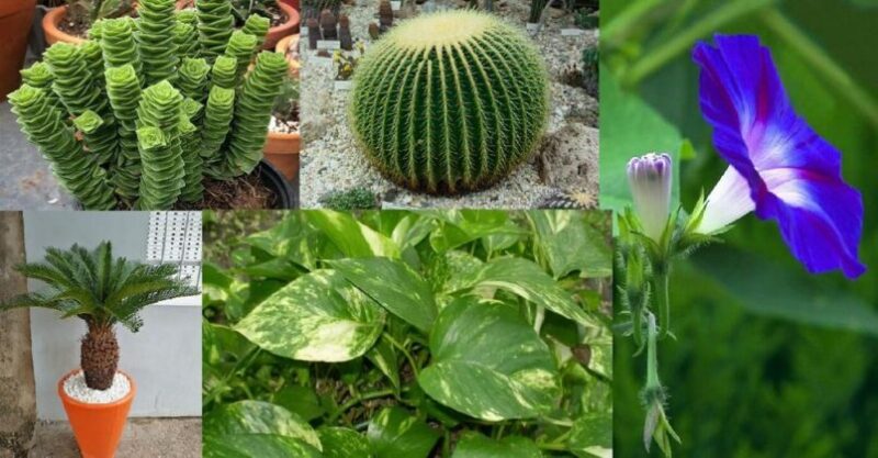 10 Plants That Need Less Water to Live