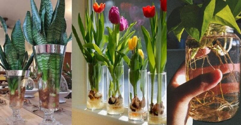 Learn how to Correctly Grow Beautiful Plants in Water