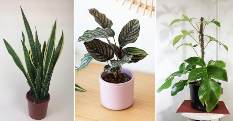 The 7 best plants to have indoors