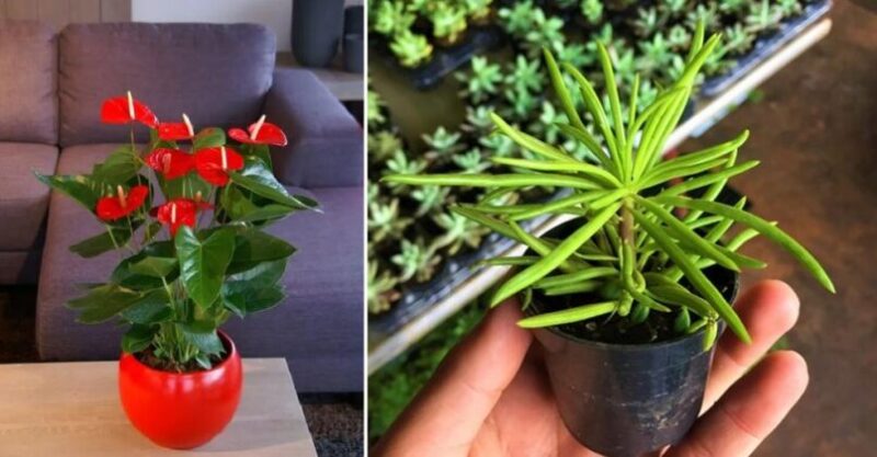 5 Plants that do not need frequent Sun