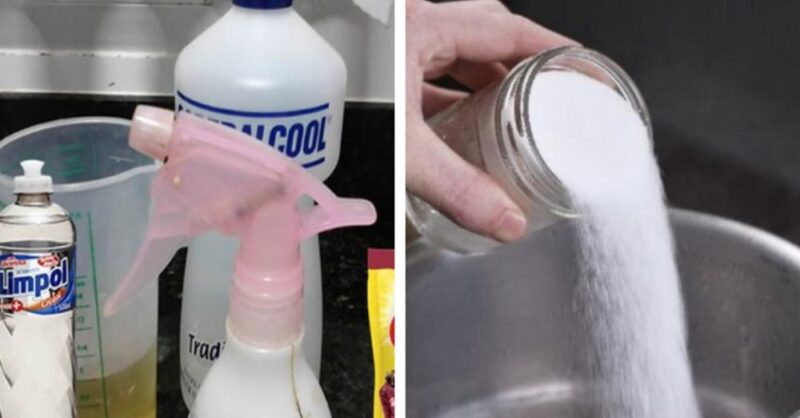 How to Get Rid of the Fleas, Ants and Cockroaches in Your House