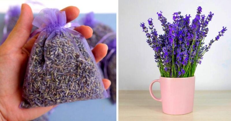 How to germinate Lavender in a cup to perfume your home