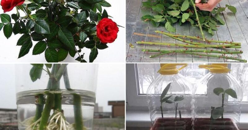 How to Root a Rose from a Bouquet to grow roses at home