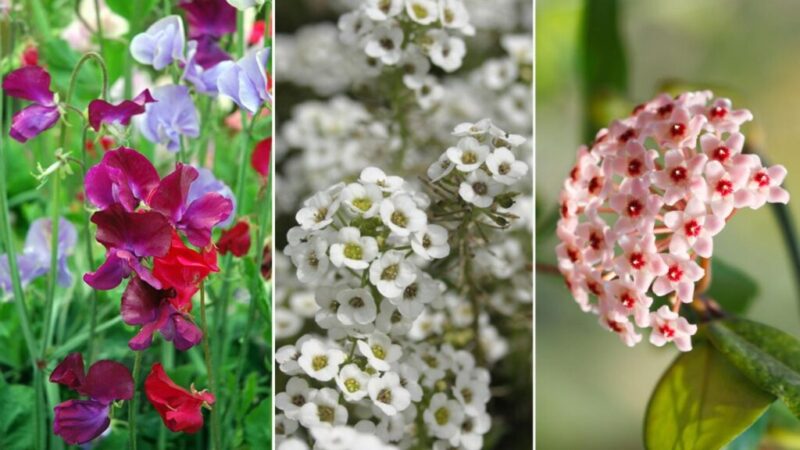 5 Plants that give off a pleasant aroma at night