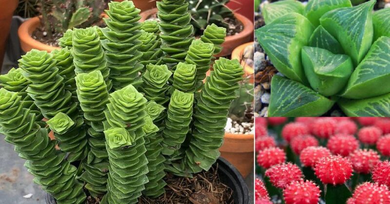 Meet the 10 rarest succulents in the world