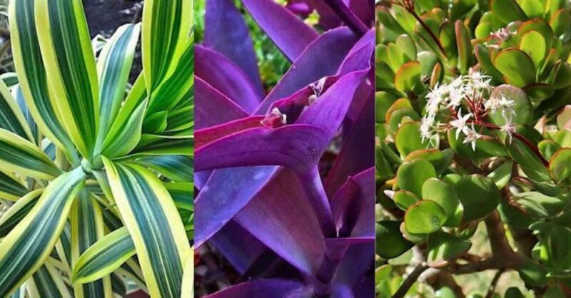 10 Sun-resistant plants to make your garden look beautiful