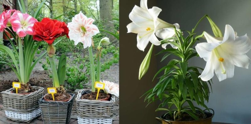How to make Lilies bloom – Step by step