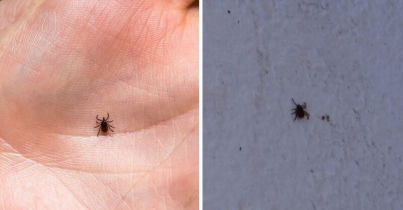 How to get rid of ticks and fleas