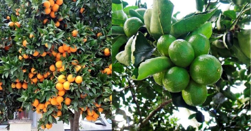 How to make Homemade Citrus Fertilizer