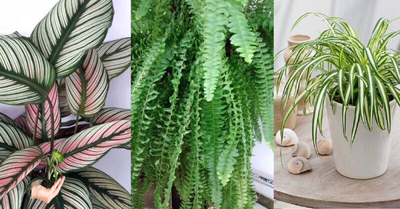 8 Plants that remove moisture and mold from your home