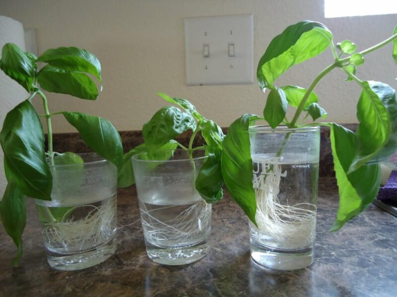 How to make a super powerful natural rooting