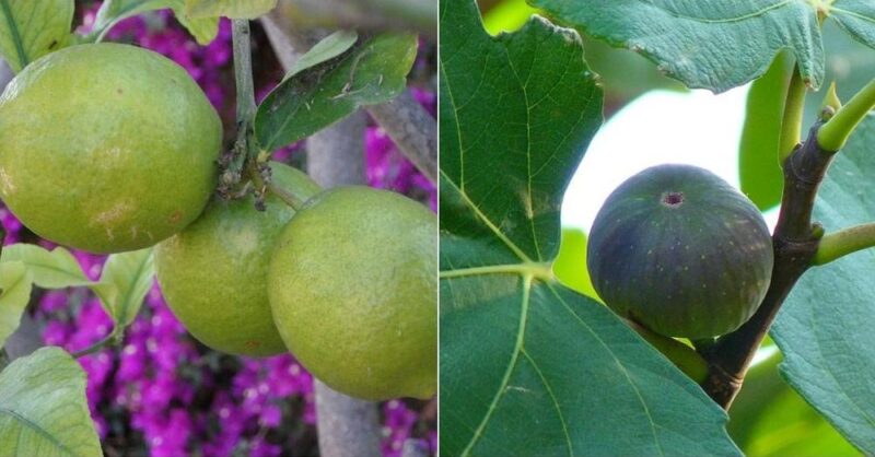 5 fast growing fruit trees