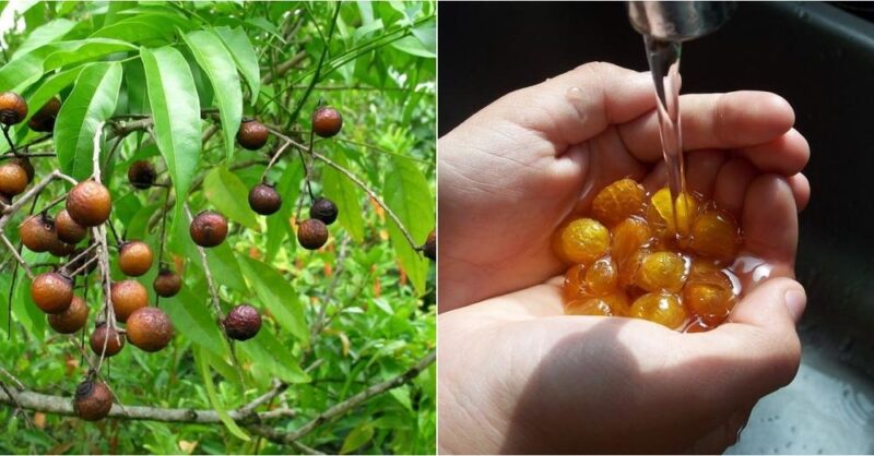 This fruit is a natural detergent for body, clothes and hair