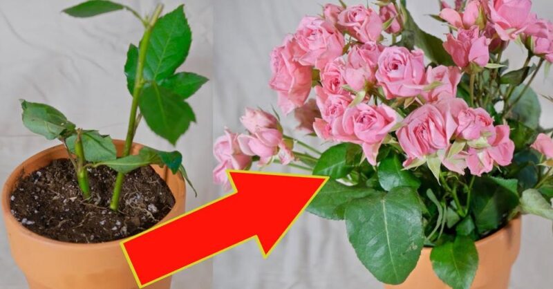 3 Tricks to Plant Roses, easily