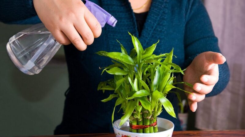 How to plant a Lucky Bamboo and the care it needs