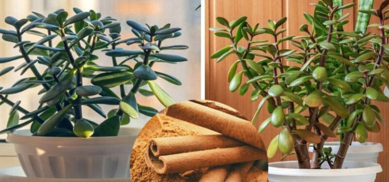 Cinnamon for your Plants: Discover its benefits and notice how it improves your garden