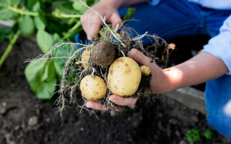 Learn to Grow Potatoes in a Pot – Step by Step