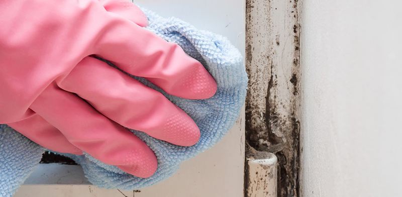 Remove black mold in 5 minutes
