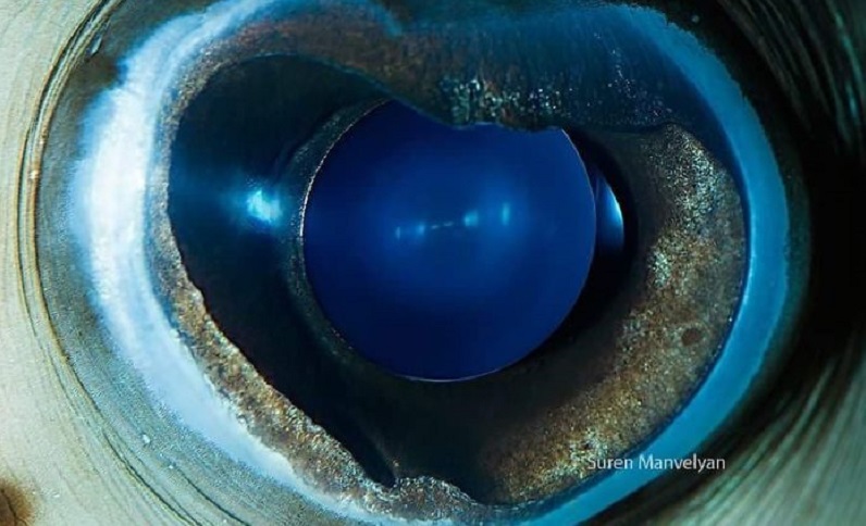 Amazing up-close animal eyes